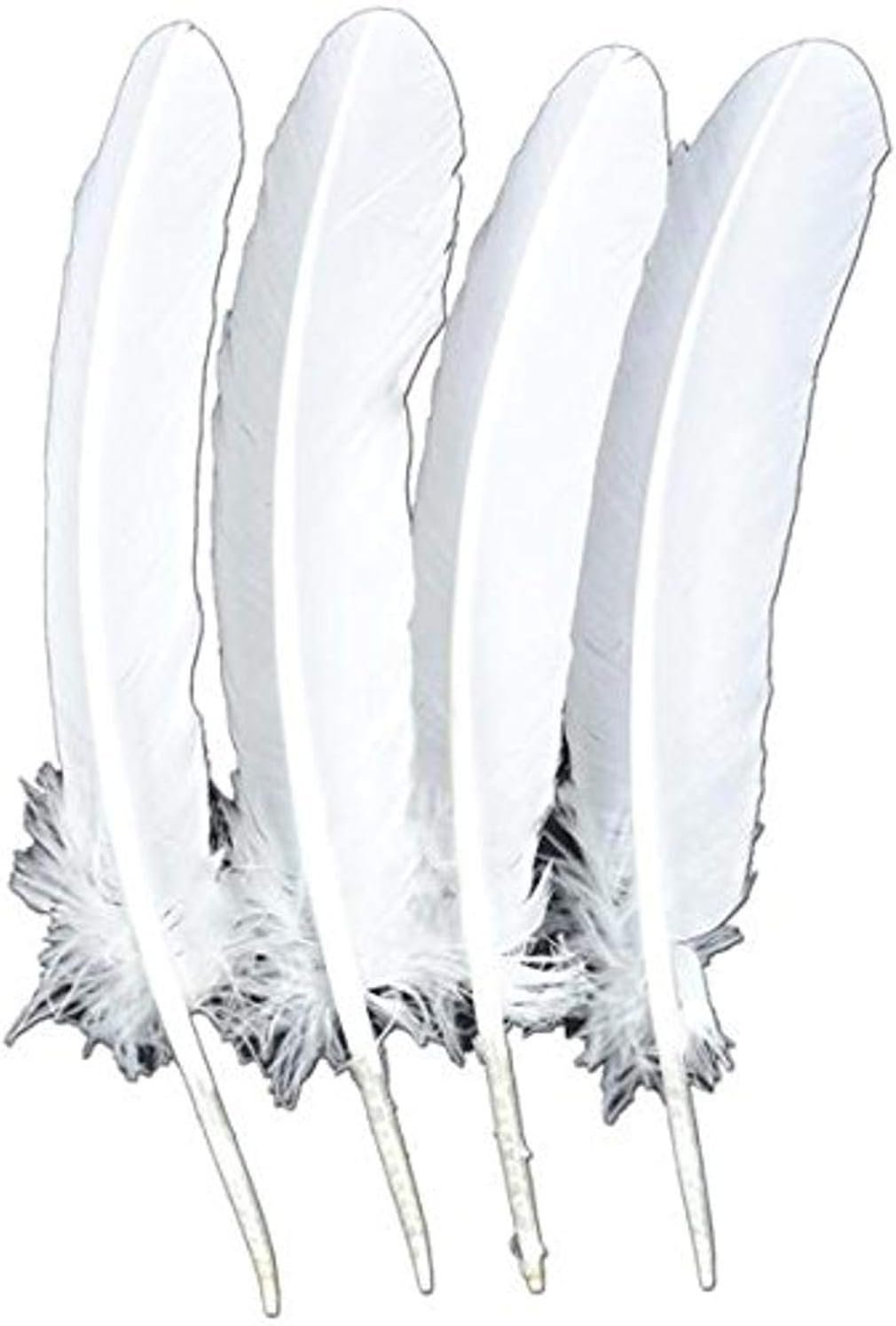 Touch of Nature 4-Piece Turkey Feather for Art and Craft, 12.25 to 13-Inch, White