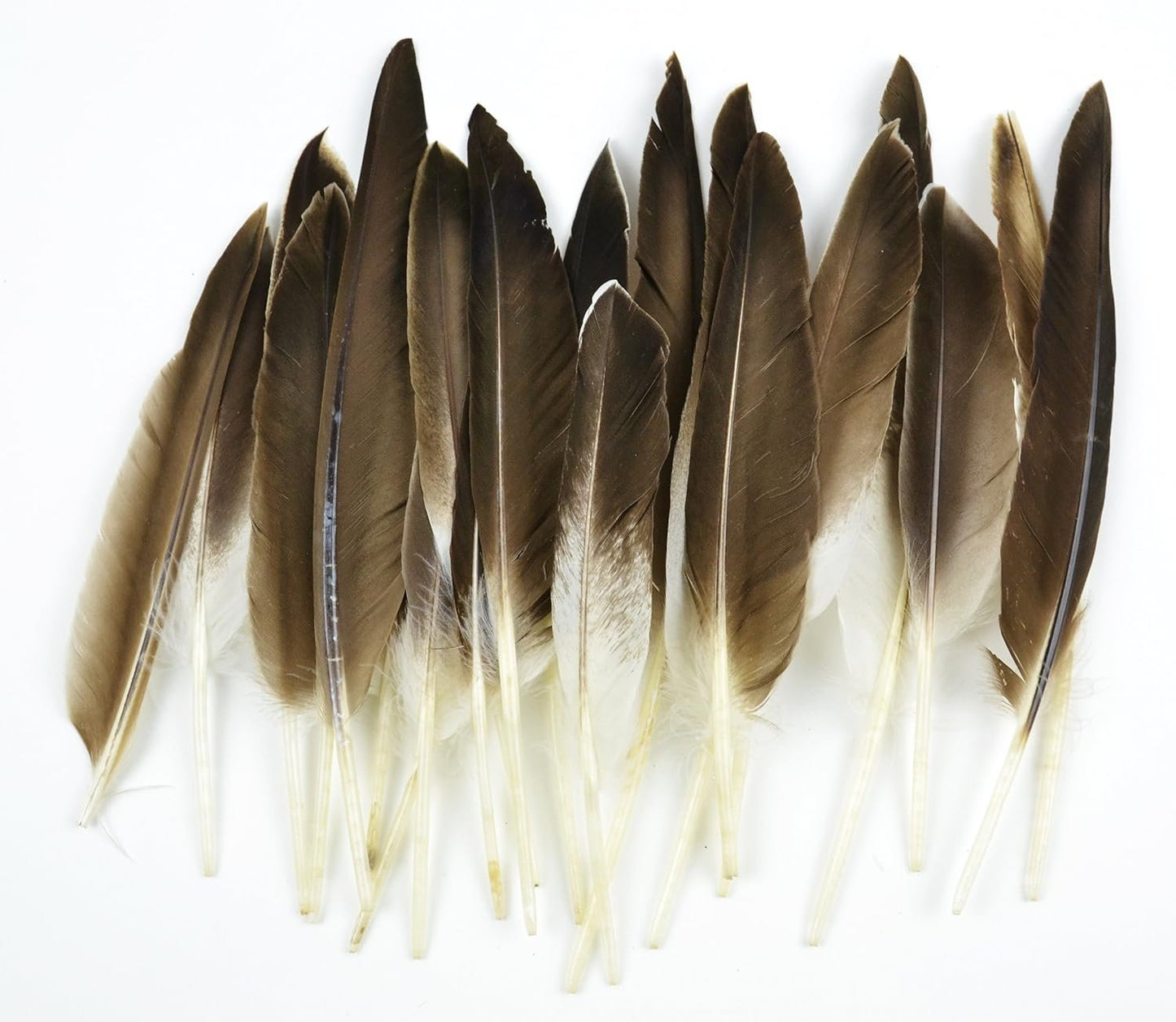 Touch of Nature 22-Piece Duck Wing Quills for Arts and Crafts, 8-Inch, Natural/Grey