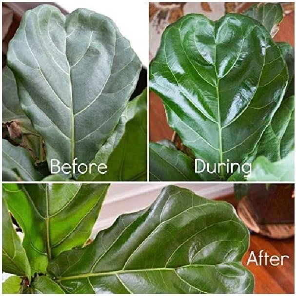 Floralife Leafshine 750ml Scent Free Clear Spray for Plants and Flowers