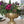 Load image into Gallery viewer, Distressed Gold Metal Compote Bowl | Gold Compote Vase l Lita Metal Vase l Indoor and Outdoor Compote for Any Event Decoration
