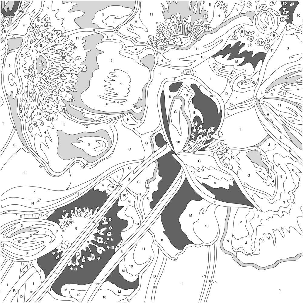 Dimensions Blue Poppies Paint by Numbers for Adults, 14'' W x 11'' L