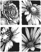 Tim Holtz Cling Mount Stamps: Bold Botanicals - CMS462 Stampers Anonymous