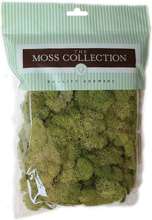 Quality Growers QG2060 Preserved Reindeer Moss, 108.5 Cubic Inch, Spring Green