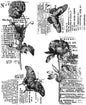 Stampers Anonymous Botanic College Clear Stamp for Card Making, Scrapbooking and Mixed Media, Gray, One Size (CMS447)