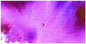 Brusho Crystal Colours 15 Gram Violet